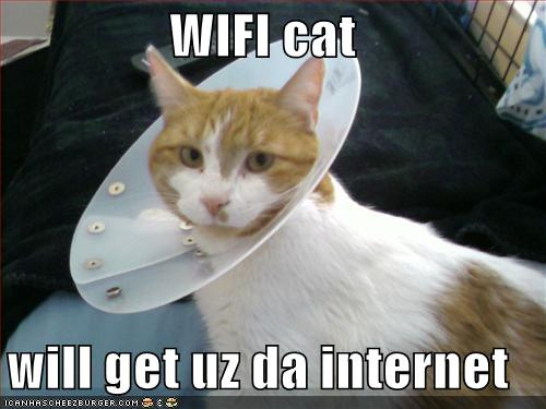 Wi-Fi Cat